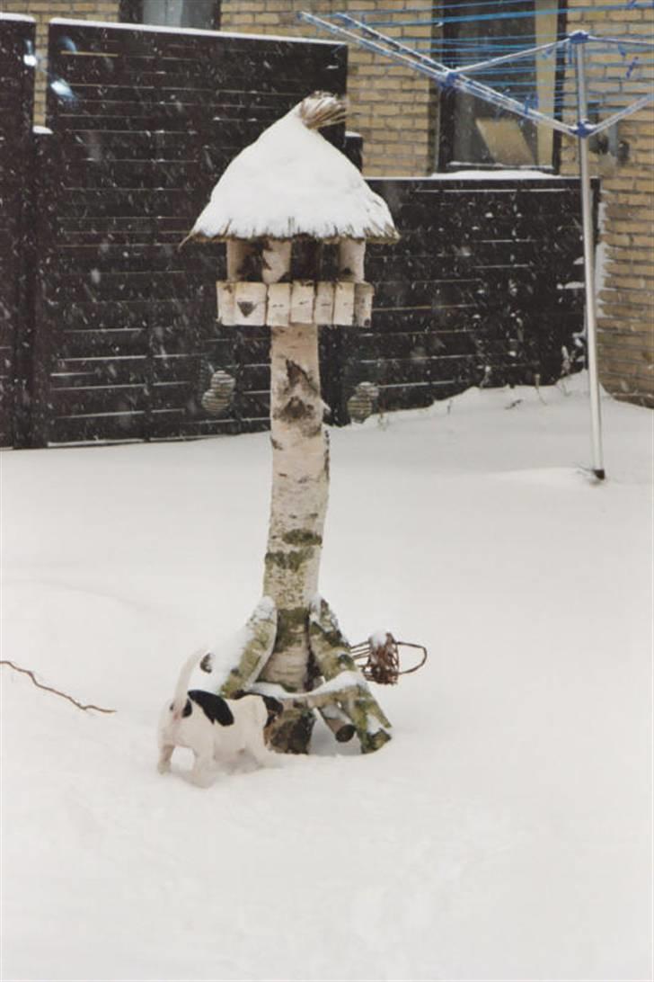 Jack russell terrier Frida - Lille hund - stort fuglehus billede 4