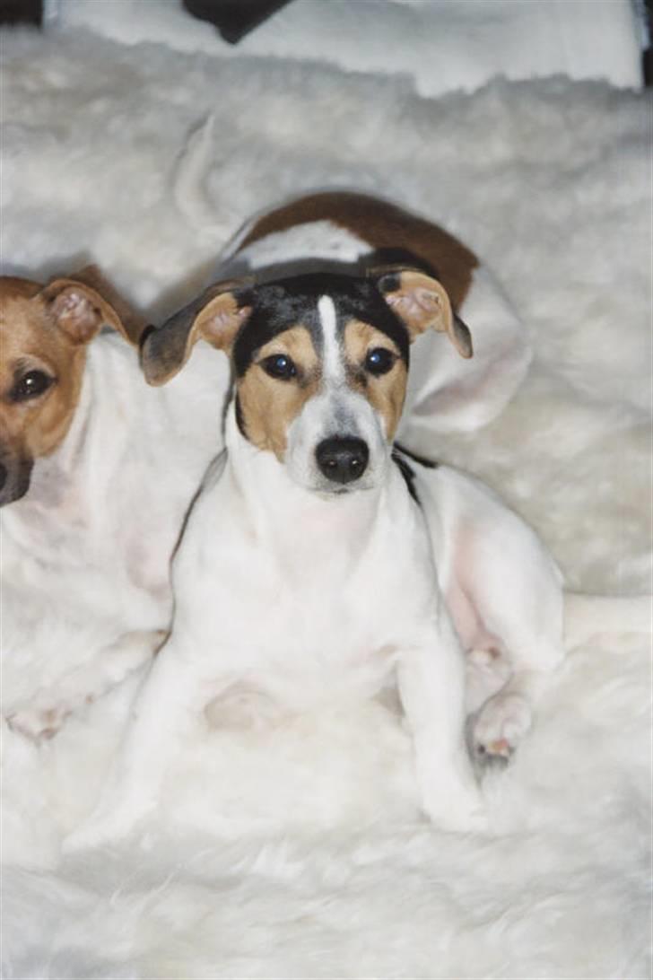 Jack russell terrier Frida - Jeg er bare så køn billede 5