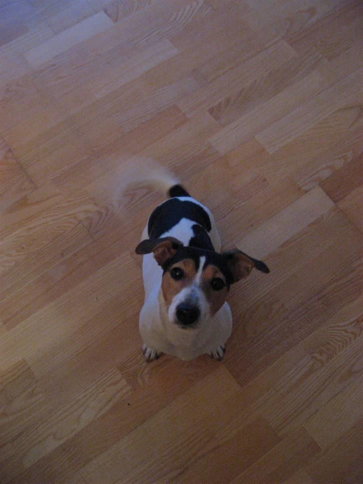Jack russell terrier Frida - Piskeris billede 6