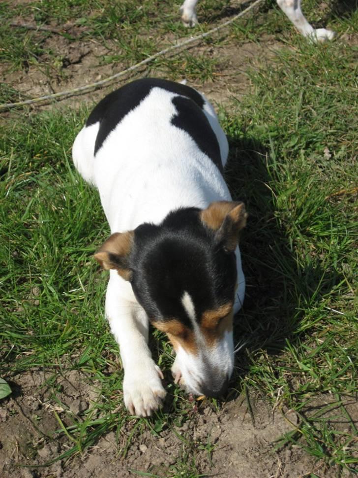 Jack russell terrier Frida - Pause billede 7