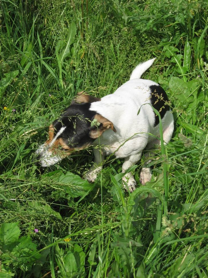 Jack russell terrier Frida - Deler lidt græs med hestene på folden billede 8