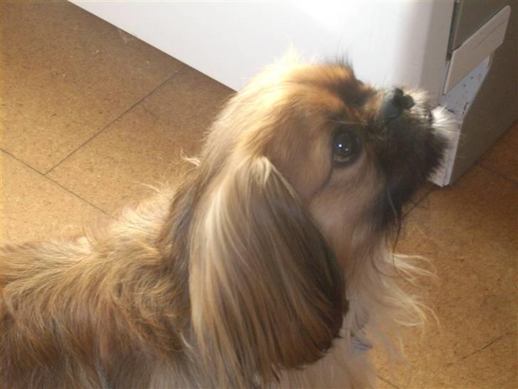 Blanding af racer Zeus - "BE BEEEEEEEEE OM NOGET AT SPISE????" billede 6