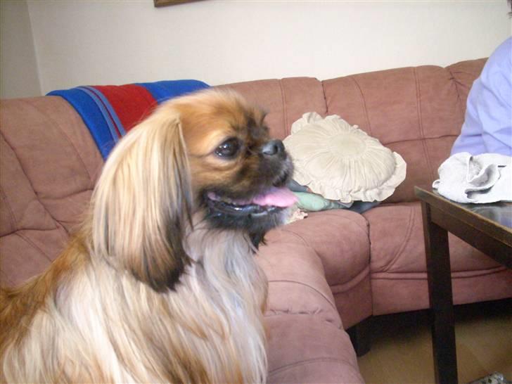 Blanding af racer Zeus - Hele familien ser Sherlock Holmes inklusive Zeus :) billede 7