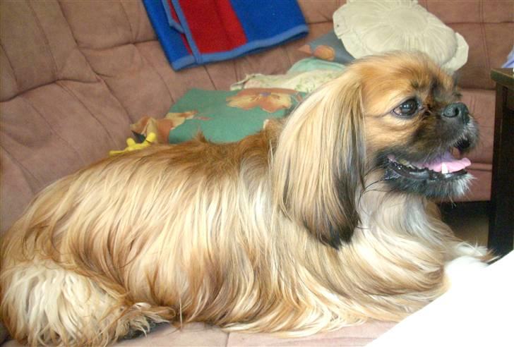 Blanding af racer Zeus - "Jeg ser stadig Sherlock :)" billede 8