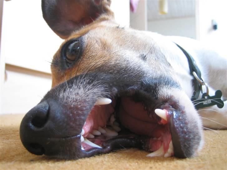 Jack russell terrier Meyer *død* billede 17