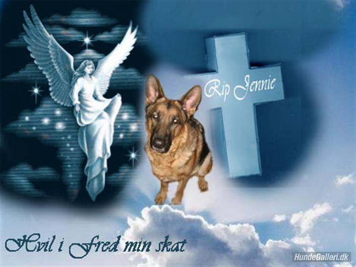 Schæferhund Jennie <3 † DØD † R.I.P - R.I.P  billede 1