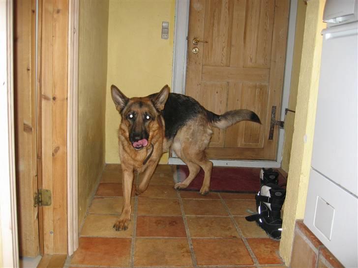 Schæferhund Jennie <3 † DØD † R.I.P - SAVNER DIG :( billede 2