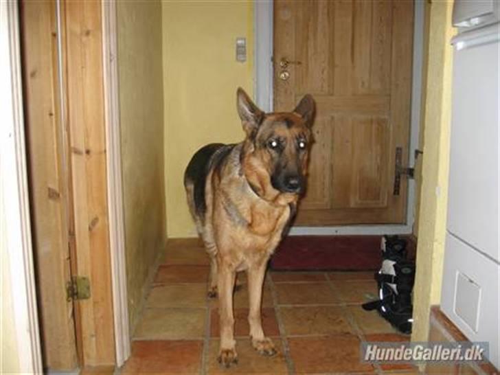 Schæferhund Jennie <3 † DØD † R.I.P - SAVNER DIG :( billede 3