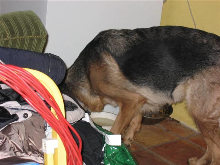 Schæferhund Jennie <3 † DØD † R.I.P - SAVNER DIG :( billede 4