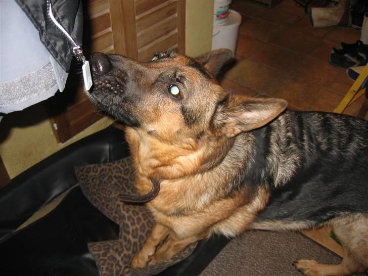 Schæferhund Jennie <3 † DØD † R.I.P - SAVNER DIG :( billede 5