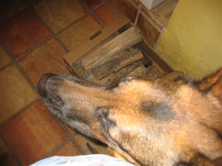 Schæferhund Jennie <3 † DØD † R.I.P - SAVNER DIG :( billede 6