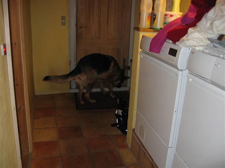 Schæferhund Jennie <3 † DØD † R.I.P - SAVNER DIG :( billede 7