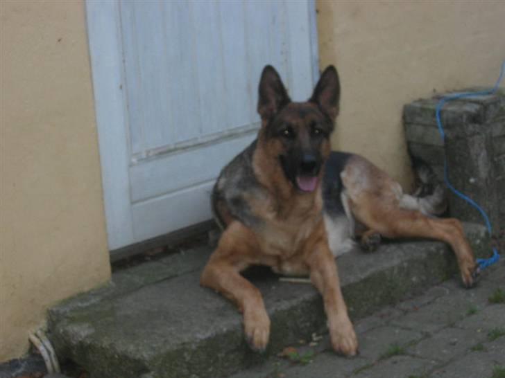 Schæferhund Jennie <3 † DØD † R.I.P - SAVNER DIG :( billede 8