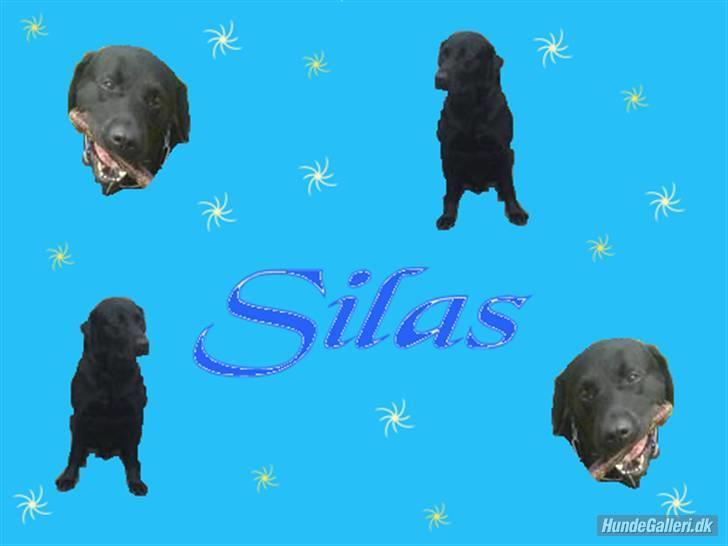 Labrador retriever Silas billede 14