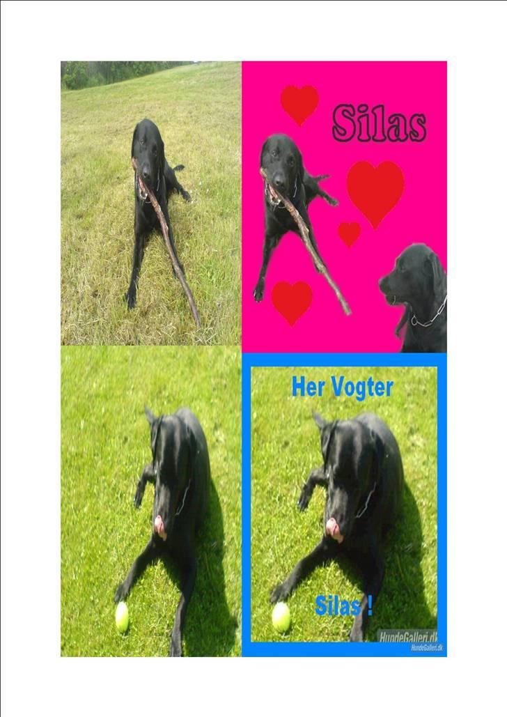 Labrador retriever Silas billede 15