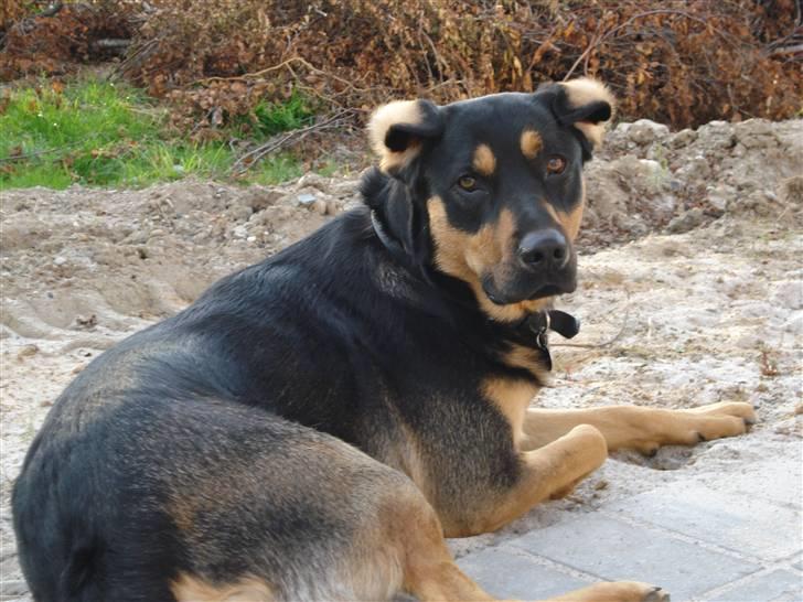 Blanding af racer Dali - Her i varmen må man gøre hvad man kan for at køle sig selv ned... jeg vender ørerne om billede 10