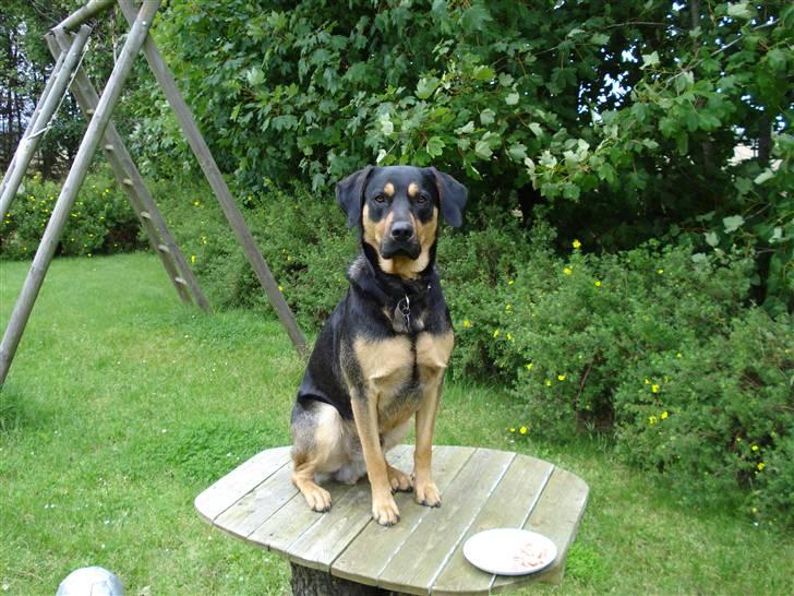 Blanding af racer Dali - Når jeg nu sidder så pænt, må jeg så ikke få de pølser på tallerkenen?? billede 11