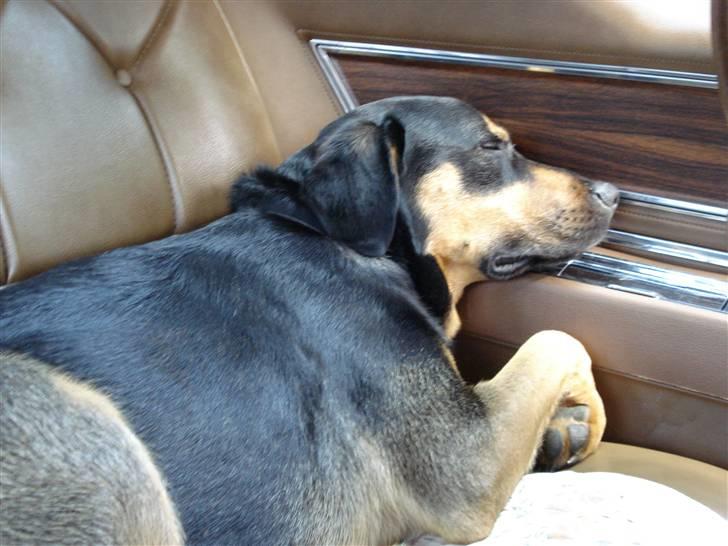 Blanding af racer Dali - Åhh jeg bliver så træt af at køre tur... billede 12