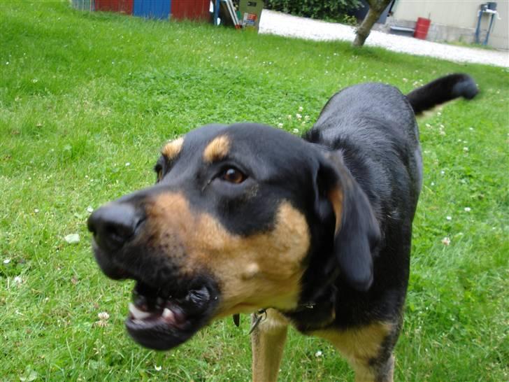 Blanding af racer Dali - Hold så op med at tage flere billeder... billede 13