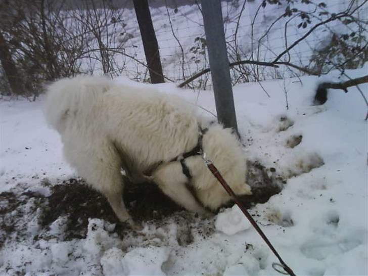 Samojedhund Tyson billede 7