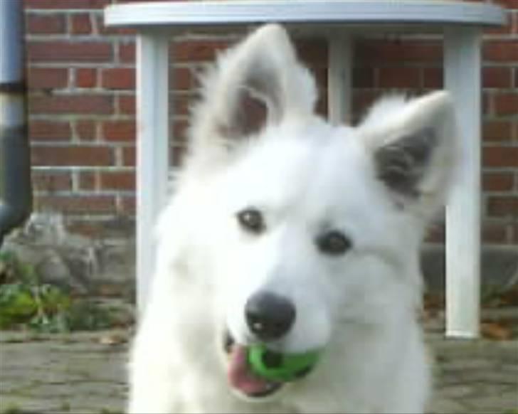 Samojedhund Tyson billede 10