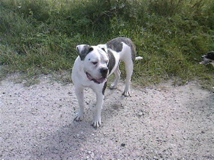 Amerikansk bulldog Møllers Louis billede 9