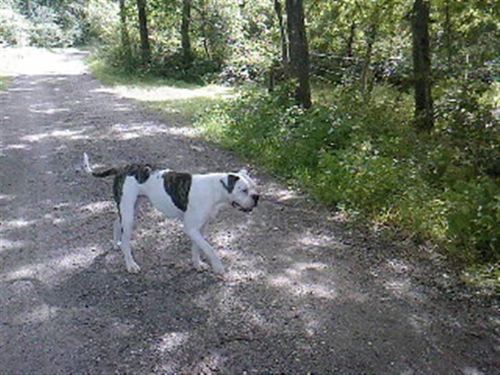 Amerikansk bulldog Møllers Louis billede 10