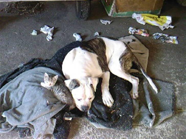 Amerikansk bulldog Møllers Louis - Hygge med katten i laden billede 11