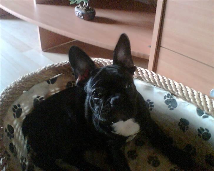 Fransk bulldog Chanell billede 8