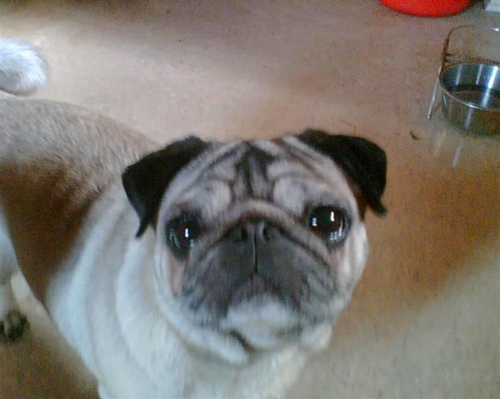 Fransk bulldog Chanell - Det her er min bedste ven Pukki, som jeg bor sammen med. billede 9