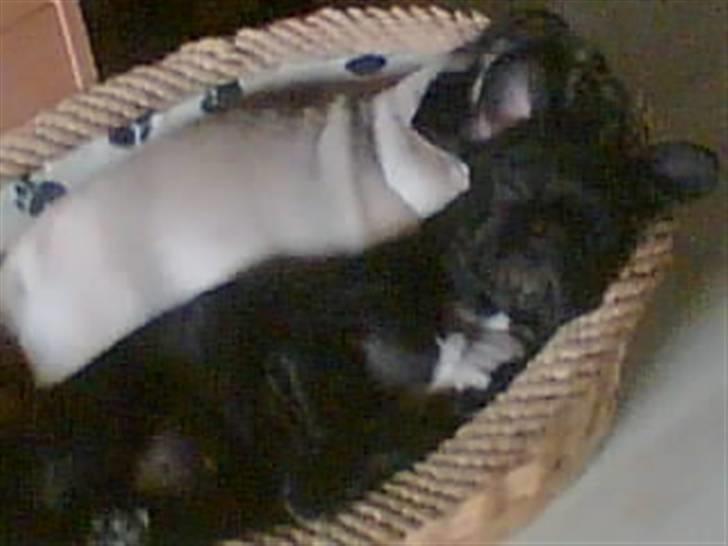 Fransk bulldog Chanell - Se bare her hvordan vi hygger, hun fylder godt nok meget men hun er dejlig blød. billede 10