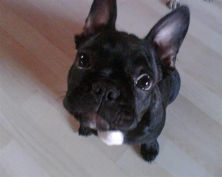 Fransk bulldog Chanell billede 11