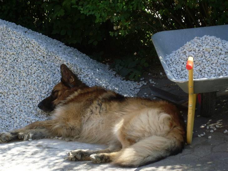 Schæferhund Tasso - En varm sommerdag efter man har fået vand (; billede 13