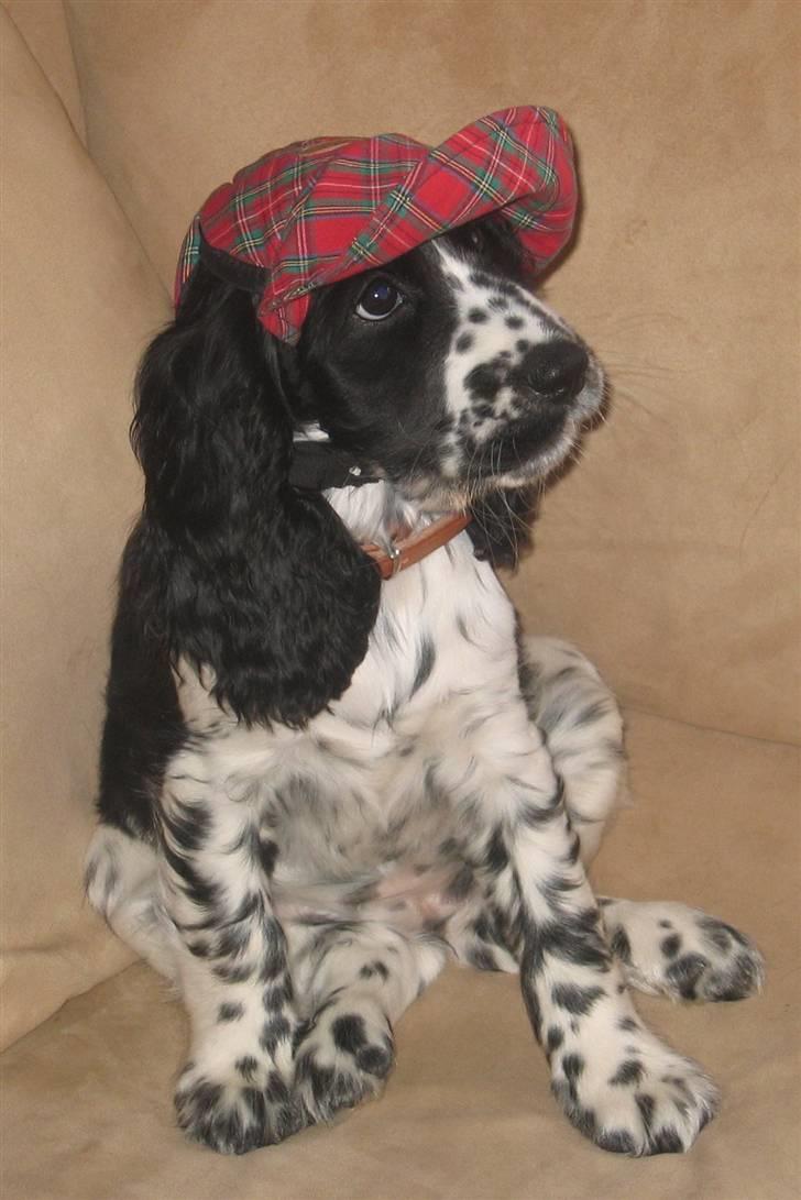 Cocker spaniel Sascha - Sascha 12 uger billede 1