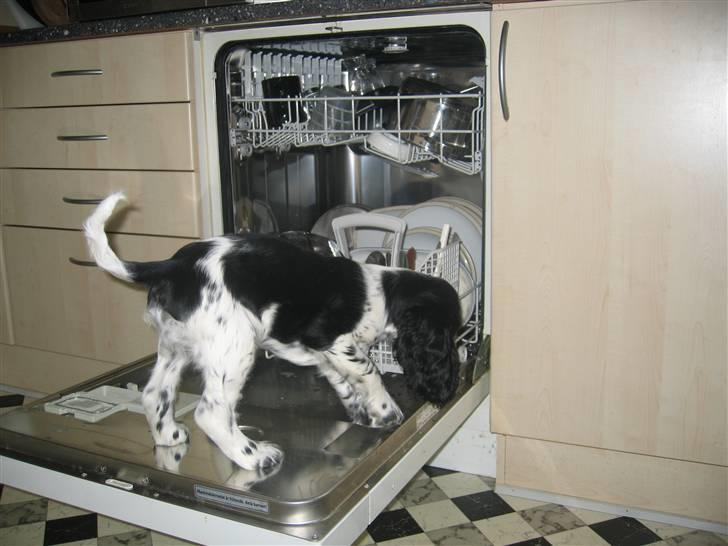 Cocker spaniel Sascha - Jeg kan også vaske op billede 2