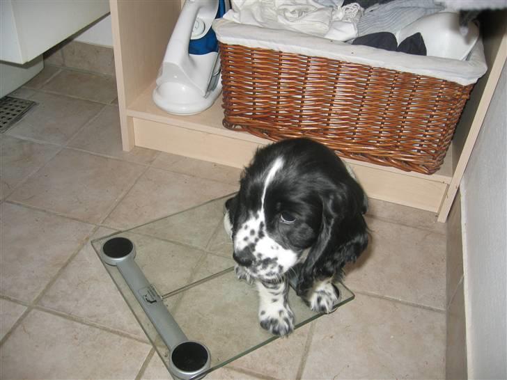 Cocker spaniel Sascha - 12 uger 5,2 Kg. billede 3