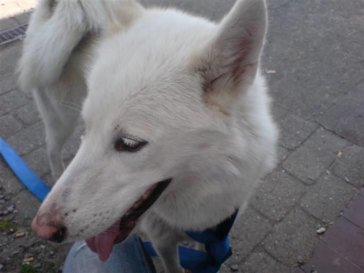Siberian husky Nala  billede 1
