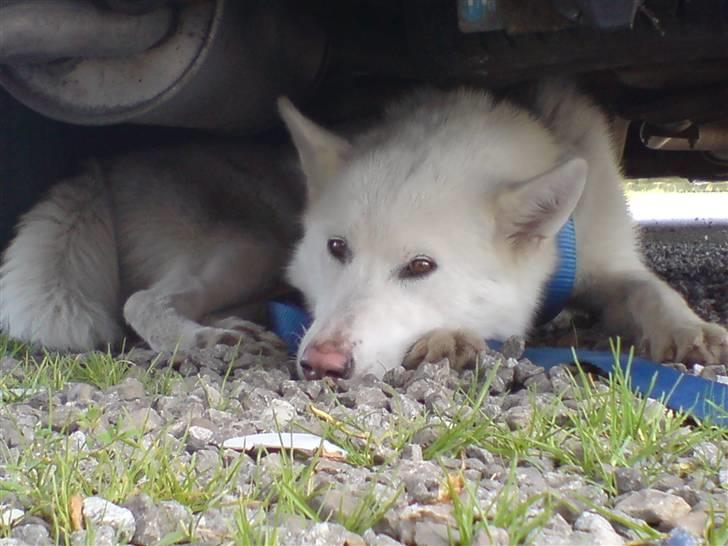 Siberian husky Nala  billede 2