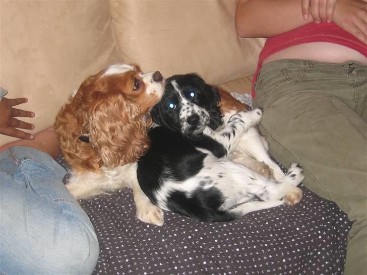 Cocker spaniel Sascha - Her er jeg med en veninde / reservemor billede 4