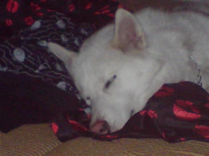 Siberian husky Nala  billede 3