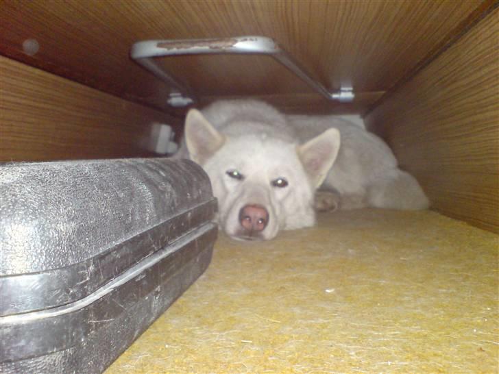 Siberian husky Nala  billede 4