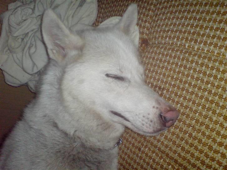 Siberian husky Nala  billede 5