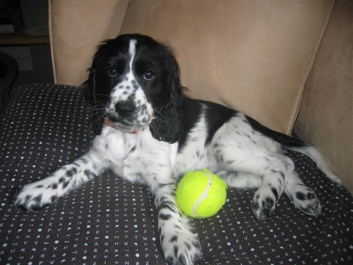 Cocker spaniel Sascha - 10 uger og fuld af krudt billede 5
