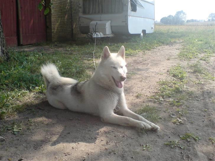 Siberian husky Nala  billede 7