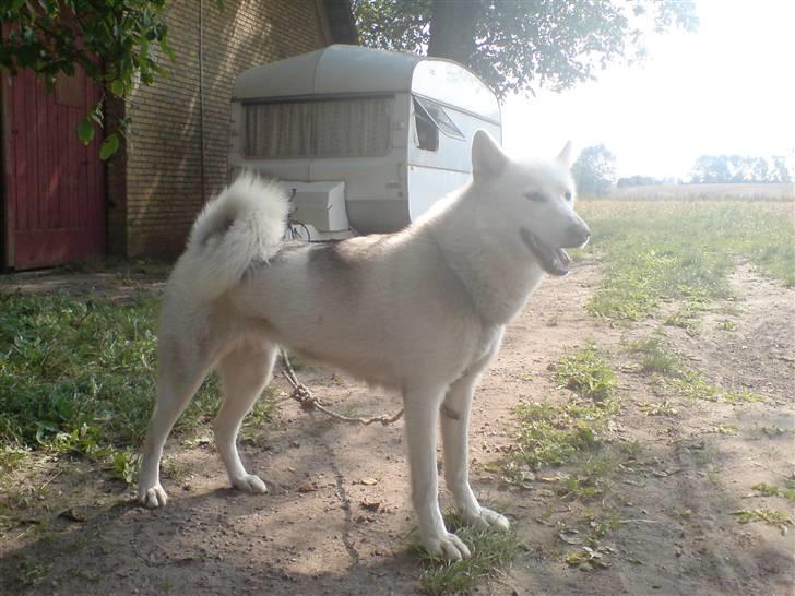 Siberian husky Nala  billede 8