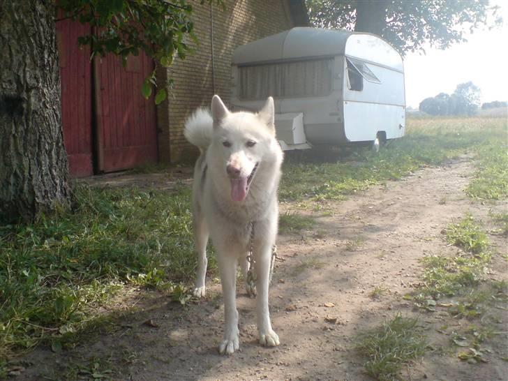 Siberian husky Nala  billede 9
