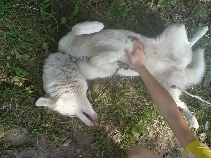 Siberian husky Nala  billede 10