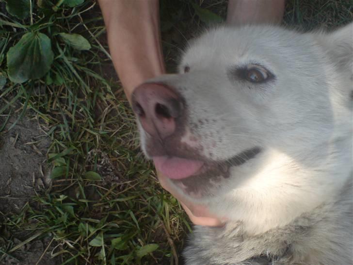 Siberian husky Nala  billede 11