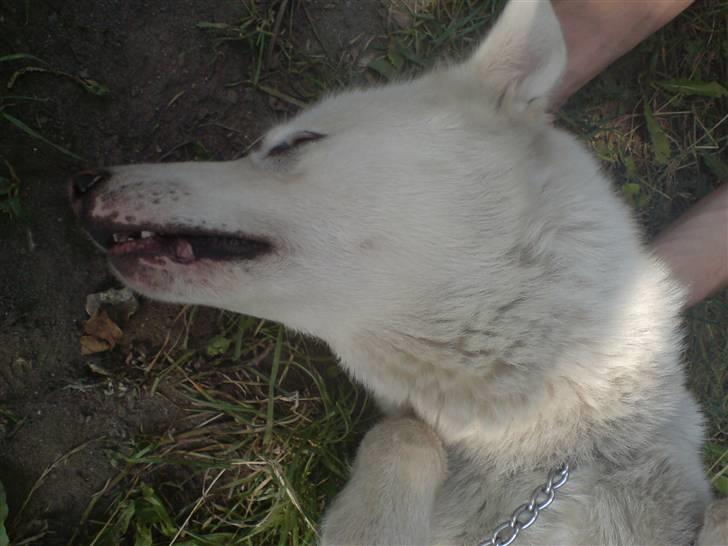 Siberian husky Nala  billede 12