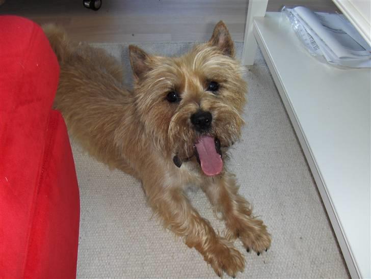 Cairn terrier Luigi billede 13